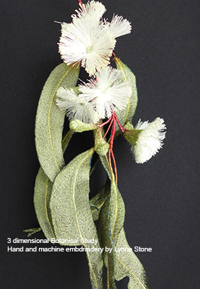 Eucalyptus tetradonta1-7